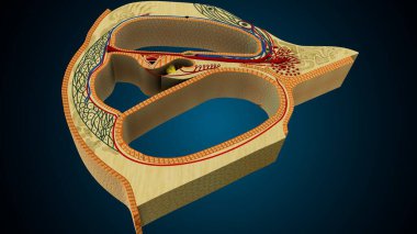 İnsan dişleri, mavi arkaplanlı anatomiye benziyor. 3d illüstrasyon