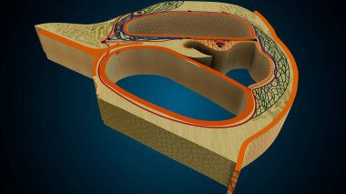 İnsan dişleri, mavi arkaplanlı anatomiye benziyor. 3d illüstrasyon