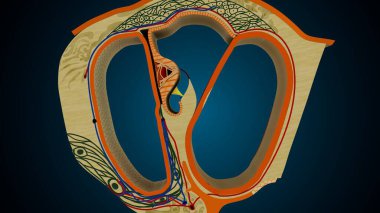 İnsan dişleri, mavi arkaplanlı anatomiye benziyor. 3d illüstrasyon