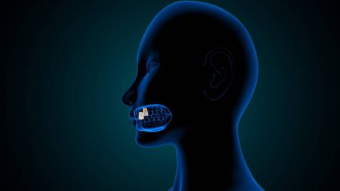 Kesici dişler ve azı dişi anatomisi. 3d illüstrasyon