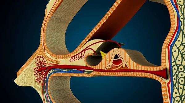 İnsan dişleri, mavi arkaplanlı anatomiye benziyor. 3d illüstrasyon