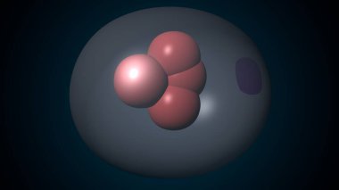 Alvioli baloncukları anatomi yapar. 3d hazırlayıcı