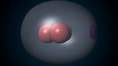 Alvioli baloncukları anatomi yapar. 3d hazırlayıcı