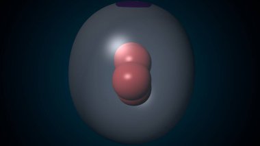 Alvioli baloncukları anatomi yapar. 3d hazırlayıcı