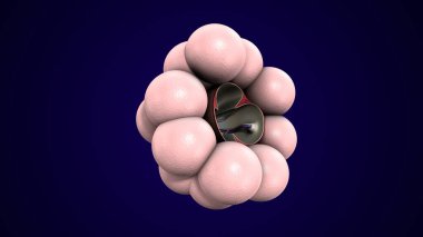 Alvioli baloncukları anatomi yapar. 3d hazırlayıcı