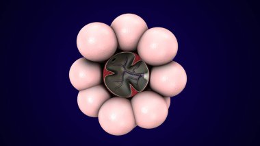 Alvioli baloncukları anatomi yapar. 3d hazırlayıcı