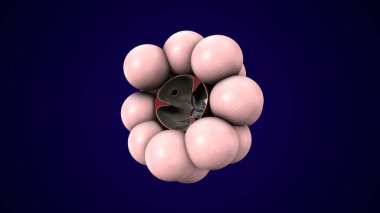 Alvioli baloncukları anatomi yapar. 3d hazırlayıcı