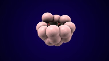 Alvioli baloncukları anatomi yapar. 3d hazırlayıcı