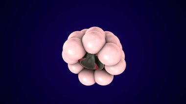 Alvioli baloncukları anatomi yapar. 3d hazırlayıcı