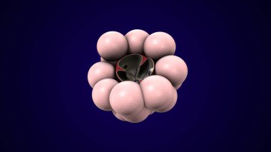 Alvioli baloncukları anatomi yapar. 3d hazırlayıcı