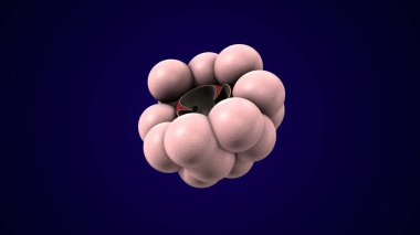 Alvioli baloncukları anatomi yapar. 3d hazırlayıcı