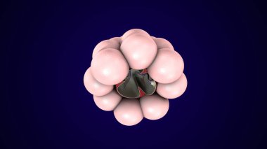 Alvioli baloncukları anatomi yapar. 3d hazırlayıcı