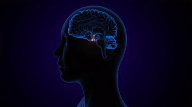 İnsan Gözü 'nün tüm kısımları renkli. 3d illüstrasyon