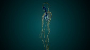 Mikroskop anatomisinin etiketli diyagramı. 3d hazırlayıcı