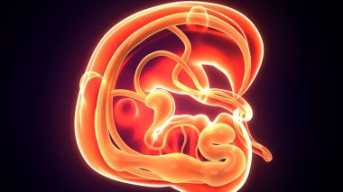 Embarazo bebek rahim anatomisi. 3d illüstrasyon