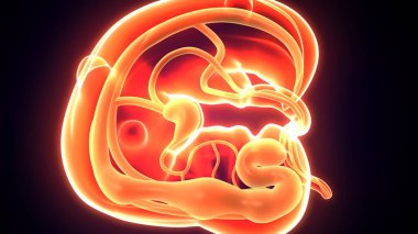 Embarazo bebek rahim anatomisi. 3d illüstrasyon