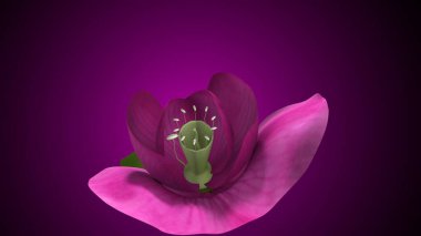 Pisum sativum çiçek diseksiyonu ve iç yapı anatomisi. 3d illüstrasyon