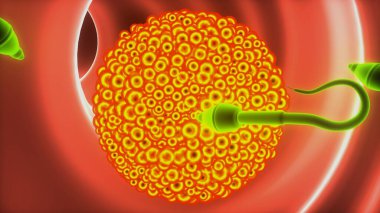 Anguilla Balığı su anatomisinde. 3d hazırlayıcı