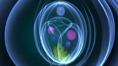 Anguilla Balığı su anatomisinde. 3d hazırlayıcı