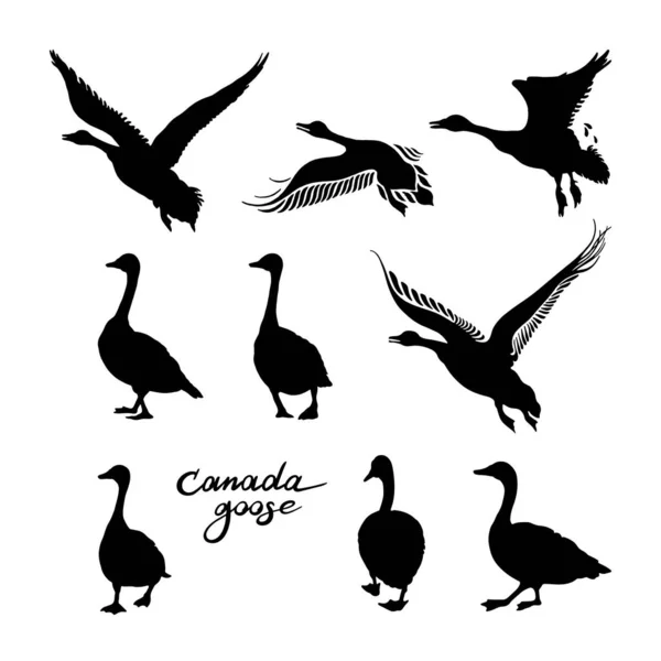 Canadian Geese Silhouettes Black White Big Set Birds Vintage Collection — Stock Vector