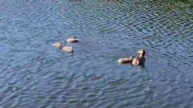 Büyük bir ibikli yaban ördeği yavrularıyla birlikte sessiz bir gölde yavaşça süzülüyor. Barışçıl vahşi yaşam videosu aile bağlarını, yavaş hareketleri ve deniz kenarındaki doğal atmosferi yakalıyor..