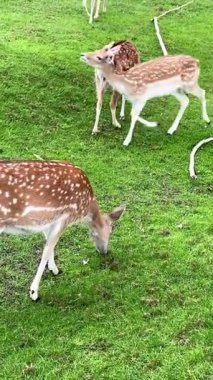 Genç benekli geyikler, huzurlu bir çayırda yeşil çimlerde otlarlar. Vahşi yaşam videosu, doğal davranışları ve nazik hareketleri açık hava ortamında yakalıyor..