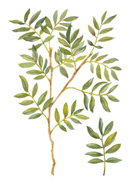 Yeşil Ruscus. Yeşillik koleksiyonu. Suluboya botanik resim. Siyah arkaplan üzerine elle çizilmiş sanatsal çizimler.