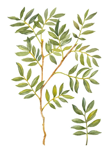 Yeşil Ruscus. Yeşillik koleksiyonu. Suluboya botanik resim. Siyah arkaplan üzerine elle çizilmiş sanatsal çizimler.