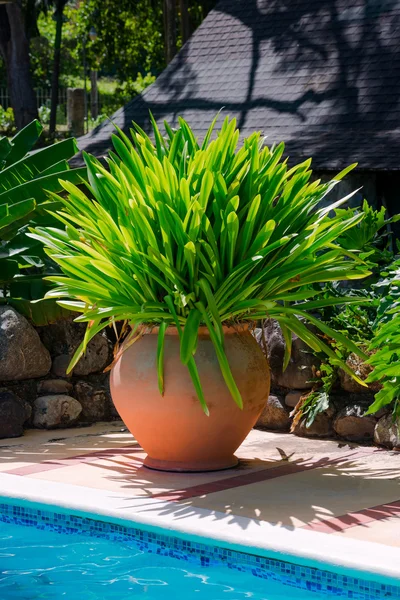 Olla de terracota grande decorativa de follaje tropical —  Fotos de Stock