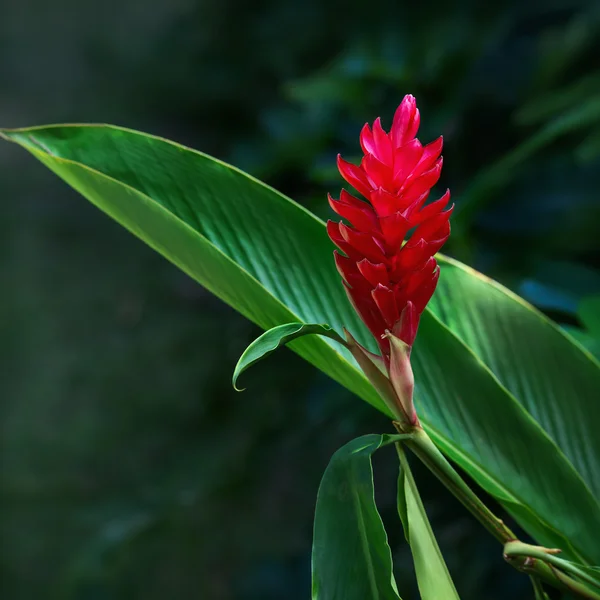 Ginger red tropical flower plant square composition — Stock Photo, Image