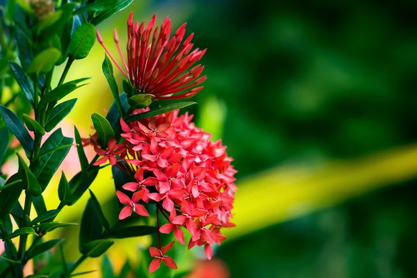 아이 소라 coccinea 열 대 꽃 트리니다드 토바고 원 예 — 스톡 사진