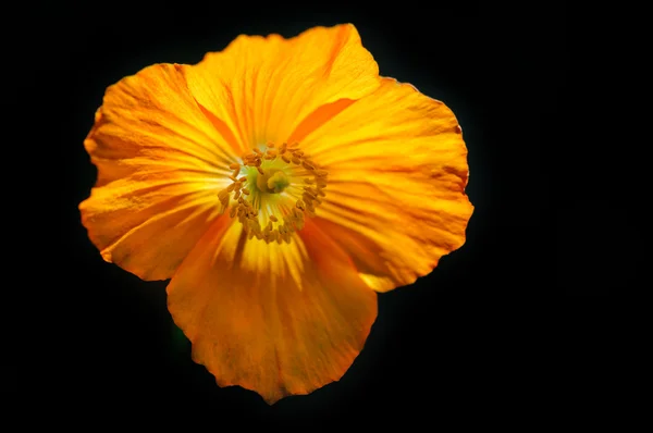 Eschscholzia californica papavero testa di fiore selvatico 02 — Foto Stock