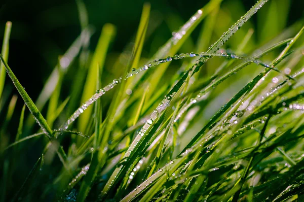 Hojas de hierba fresca cubiertas de rocío con bokeh —  Fotos de Stock