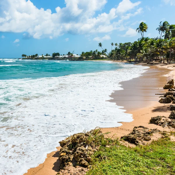 Plage tropicale vide Tobago Composition carrée des Caraïbes — Photo