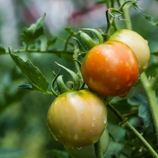 Homegrown biologische tomaten in de wijnstok vierkante landbouw — Stockfoto