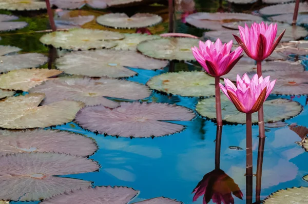 Lírios de água rosa grupo em flor Tobago lagoa natural — Fotografia de Stock