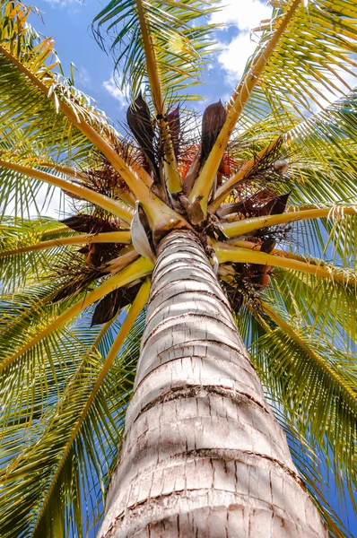 Palmiye ağacı aşağıdan yukarı doğru yüksek yukarıda görüntülendi — Stok fotoğraf