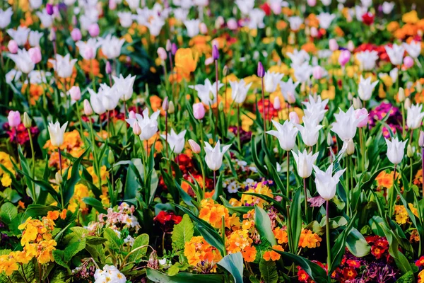 Floraison printanière fleurs sauvages et tulipes mélangées colorées — Photo