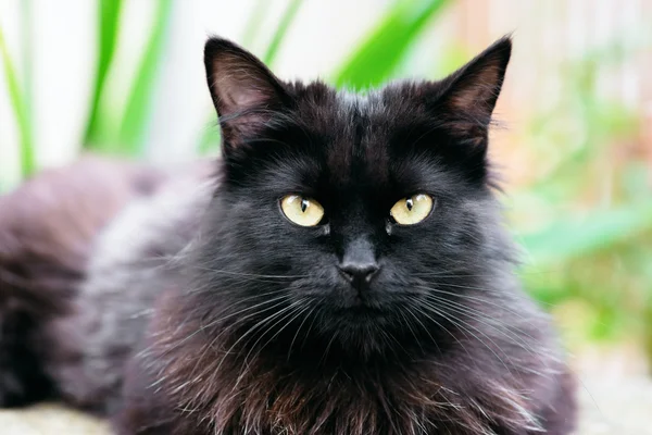 Beautiful Siberian black and brown cat closeup outdoors eye contact