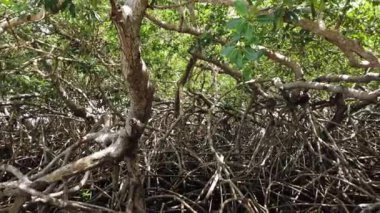 Tobago Trinidad 'daki Mangrove ormanı ormanın derinliklerine doğru ilerliyor.