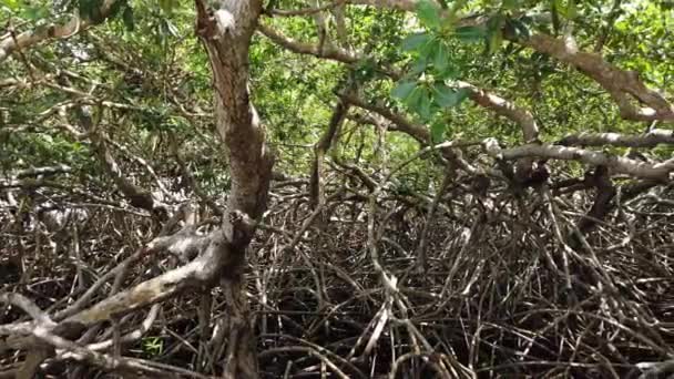 Мангровый Лес Тобаго Тринидад Закрывает Панораму Глубоких Джунглей — стоковое видео