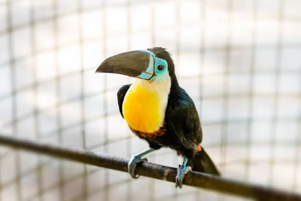 Tukan Tropikal Kuşu Esaret Altında Tehlikeli Türleri Hapsetti — Stok fotoğraf