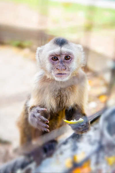 Capuchin Apa Bur Fångenskap Äta Frukt Tittar Kameran Hungrig Och — Stockfoto