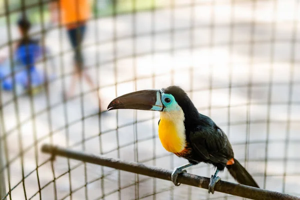 Tucan Ave Tropical Cautiverio Enjaulado Especies Peligrosas Hermosa Rara Joven — Foto de Stock