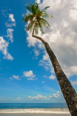 tropikal beach palm tree trinidad ve tobago marakas Körfezi