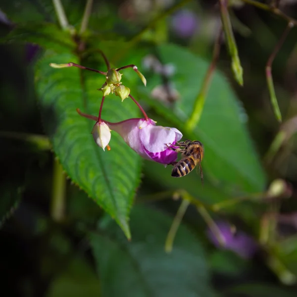 Honingbij verzamelen van nectar stuifmeel — Stockfoto