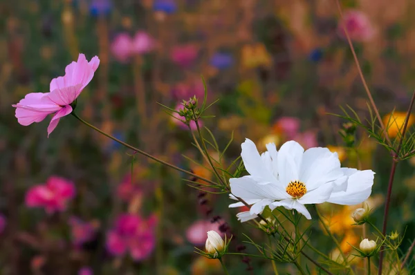 Piękne kwiaty w pełnym rozkwicie w okresie wiosennym — Zdjęcie stockowe