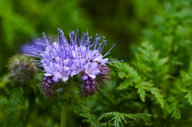 Green manure phacelia tanacetifolia flower and crop clipart