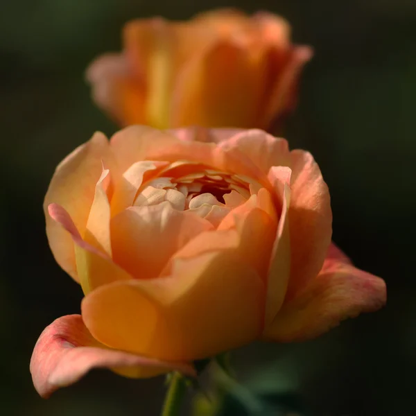 Peach colour roses close up square composition — Stock Photo, Image