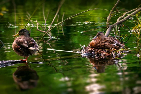 Pato macho y hembra cuidan sus huevos en su nido junto al río — Foto de Stock